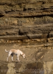 17 Little Puma